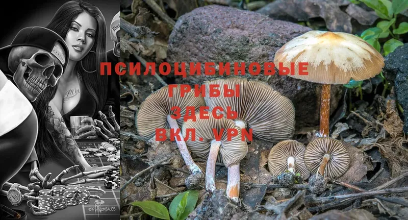 где можно купить   Поворино  Галлюциногенные грибы Psilocybe 